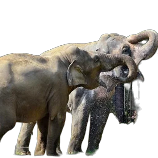 animal, weapon, staff, concept art, photorealistic, 3d render, two, elephants transparent PNG cut-out