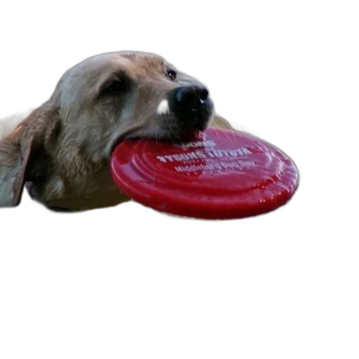 food, animal, creature, weapon, photorealistic, 3d render, dog, swimming transparent PNG cut-out
