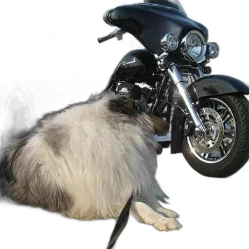 animal, creature, hair, weapon transparent PNG cut-out