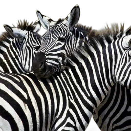 animal, creature, photorealistic, 3d render, monochrome, three, zebras, standing transparent PNG cut-out