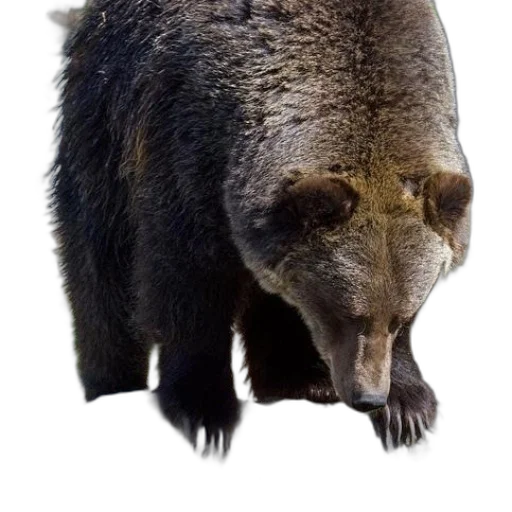 animal, creature, face, staff transparent PNG cut-out