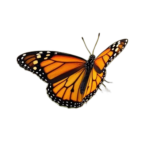 animal, creature, crown, flower transparent PNG cut-out