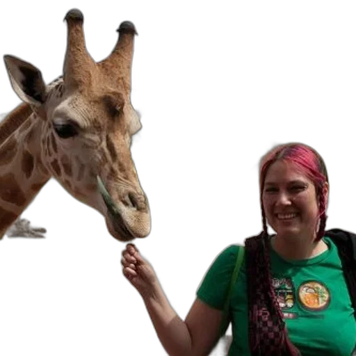 staff, animal, creature, woman, pink, hair, feeds, giraffe transparent PNG cut-out