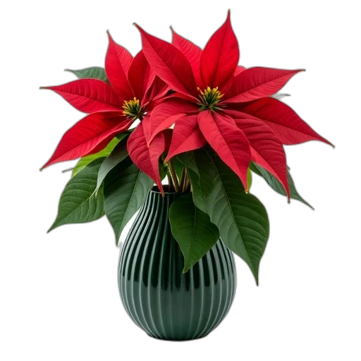 flower, crown, photorealistic, 3d render, vibrant, red, poinsettia, plant transparent PNG cut-out