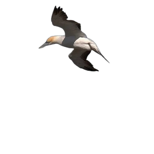 animal, creature, staff, weapon, 3d render, pixel art, concept art, photorealistic transparent PNG cut-out
