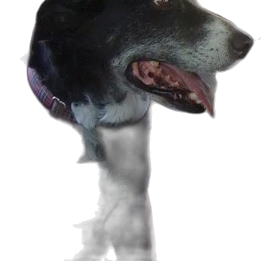 animal, staff, creature, face, photorealistic, 3d render, concept art, vaporwave transparent PNG cut-out