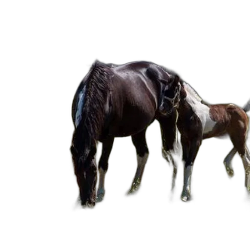 animal, hair, creature, weapon, photorealistic, 3d render, concept art, oil painting transparent PNG cut-out