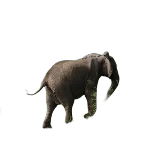 animal, creature, staff, hat, 3d render, concept art, photorealistic, pixel art transparent PNG cut-out