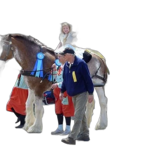 staff, jacket, animal, horse, blue, ribbon, stands, next transparent PNG cut-out