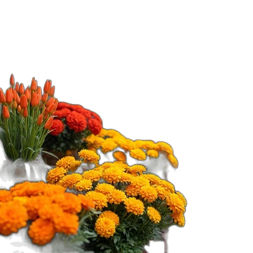 flower, crown, food, 3d render transparent PNG cut-out