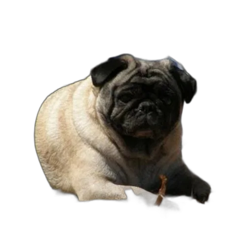 animal, creature, staff, face transparent PNG cut-out