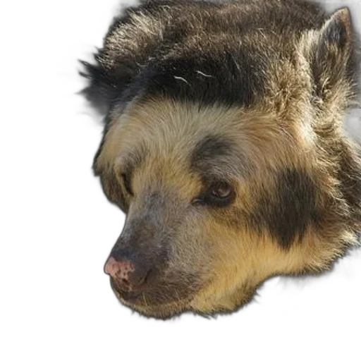 animal, face, creature, hair, photorealistic, 3d render, concept art, close-up transparent PNG cut-out