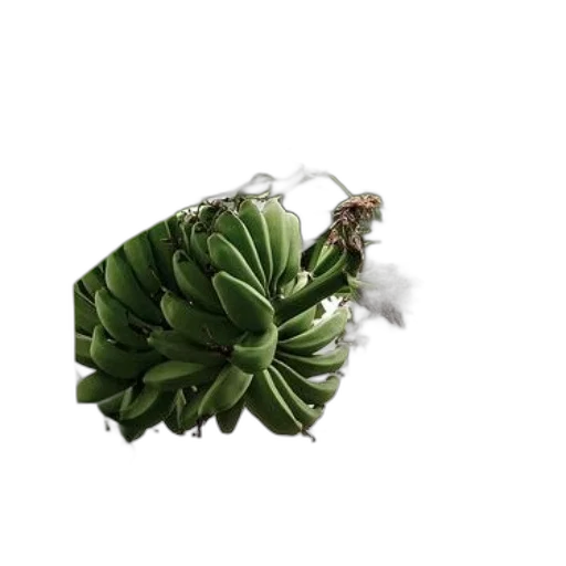 crown, jewelry, flower, hair, 3d render, photorealistic, concept art, pixel art transparent PNG cut-out