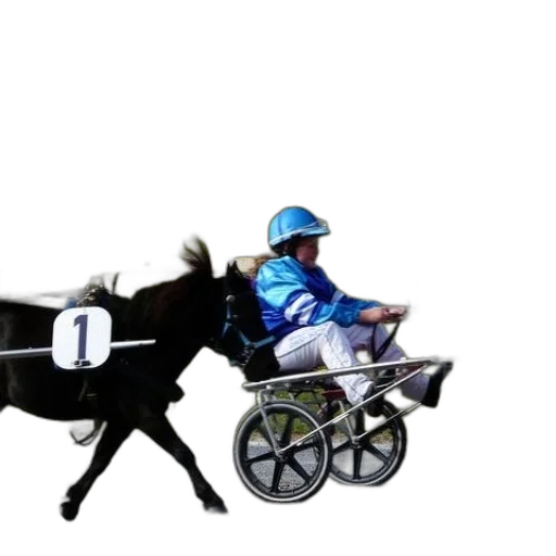 animal, photorealistic, concept art, horse transparent PNG cut-out