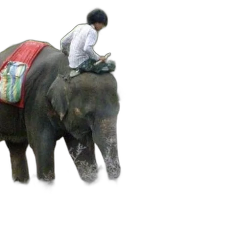 animal, creature, concept art, photorealistic, person, rides, elephant, near transparent PNG cut-out