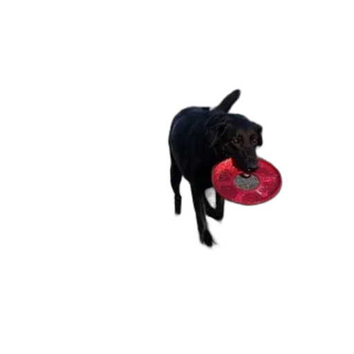 food, animal, hat, creature, black, dog, holding, red transparent PNG cut-out