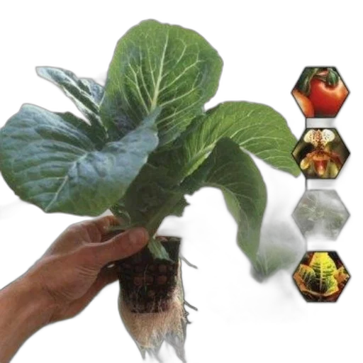 food, photorealistic, cover, hydroponics, keith, roberto, featuring, hand transparent PNG cut-out