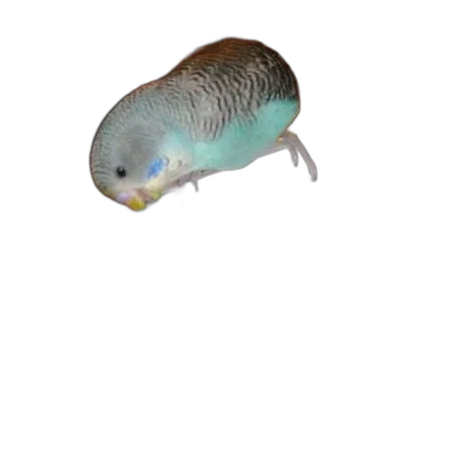 animal, creature, hat, food, 3d render, photorealistic, concept art, watercolor transparent PNG cut-out