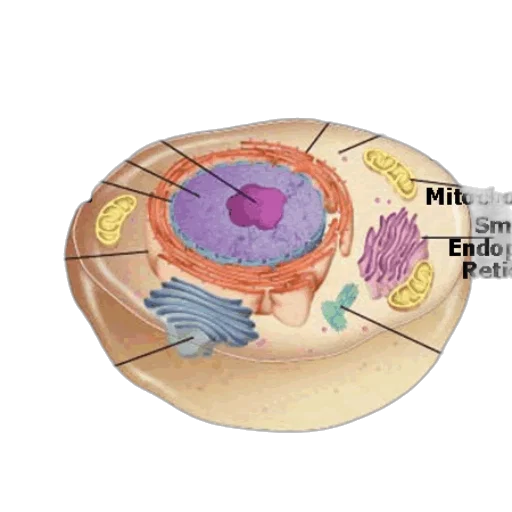 food, jewelry, detailed, diagram, eukaryotic, cell, showcasing, various transparent PNG cut-out