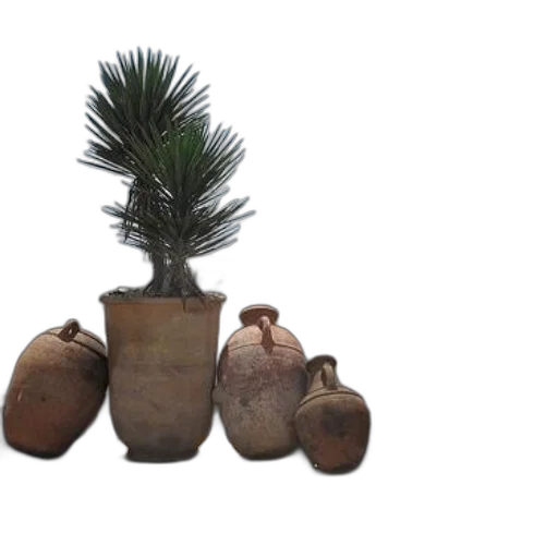 tree, crown, shoes, 3d render, photorealistic, concept art, forest, potted transparent PNG cut-out