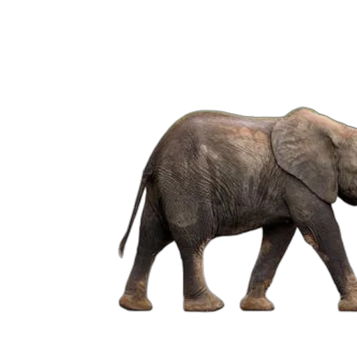 animal, creature, weapon, concept art, 3d render, photorealistic, two, elephants transparent PNG cut-out