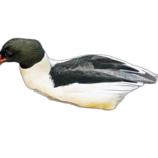 animal, photorealistic, 3d render, watercolor, oil painting, black, white, duck transparent PNG cut-out