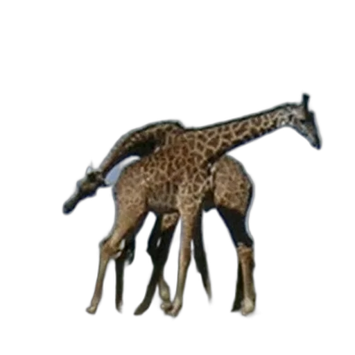 animal, creature, staff, jewelry, 3d render, concept art, pixel art, photorealistic transparent PNG cut-out