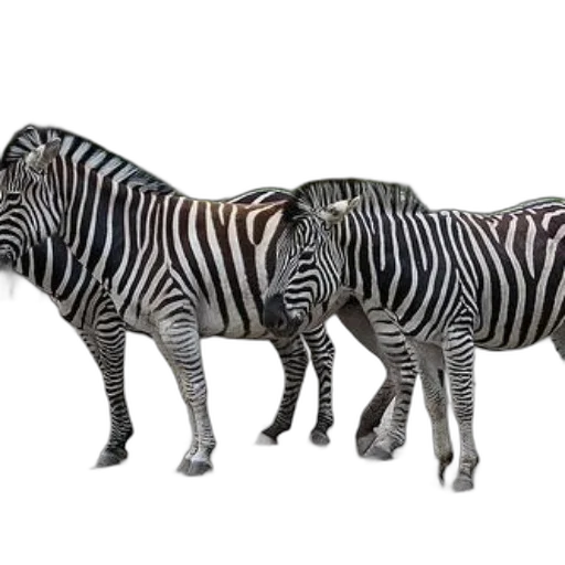 animal, jewelry, furniture, creature, 3d render, concept art, photorealistic, monochrome transparent PNG cut-out