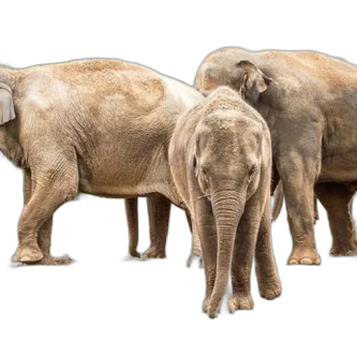 animal, concept art, photorealistic, earth tones, three, elephants, including, young transparent PNG cut-out
