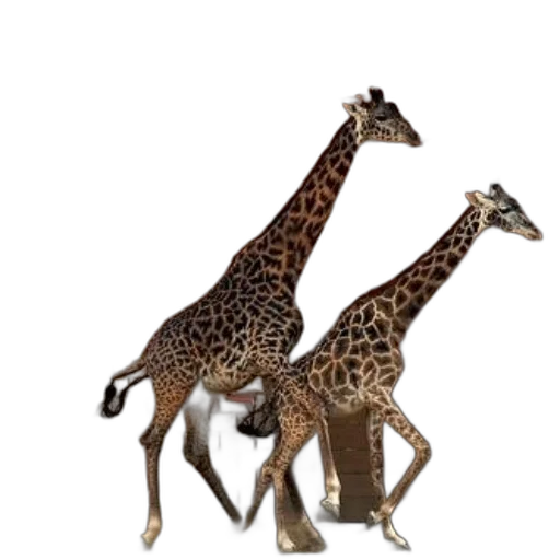animal, creature, furniture, shoes, 3d render, concept art, photorealistic, pixel art transparent PNG cut-out