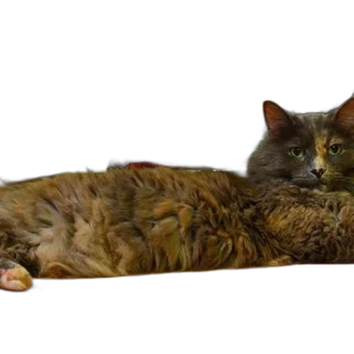 animal, creature, photorealistic, fluffy, cat, lounges, wooden, surface transparent PNG cut-out