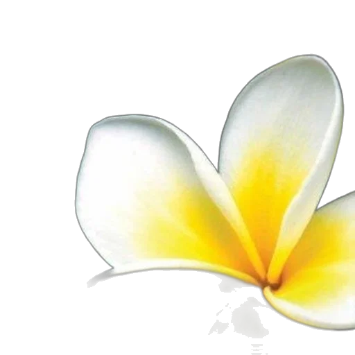 flower, crown, jewelry, photorealistic, 3d render, travel, guide, cover transparent PNG cut-out