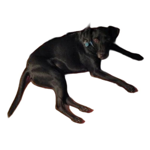 animal, creature, staff, dragon, photorealistic, 3d render, black, dog transparent PNG cut-out