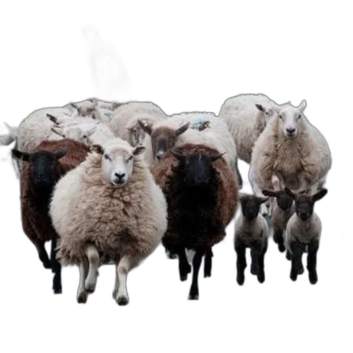 animal, staff, jewelry, furniture, photorealistic, 3d render, shepherd, herds transparent PNG cut-out