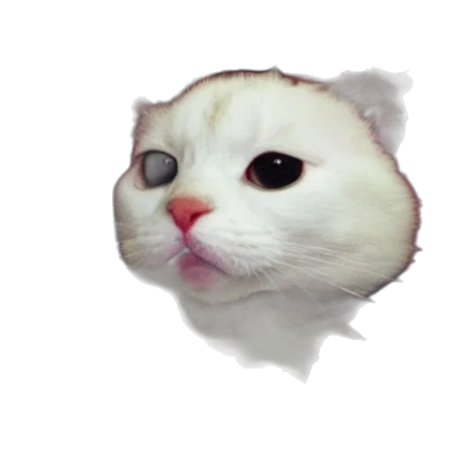 animal, face, creature, staff transparent PNG cut-out