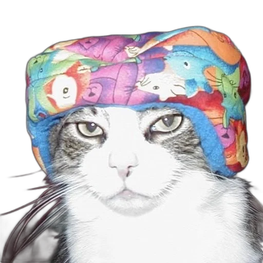 hat, animal, crown, umbrella, photorealistic, vaporwave, cat, wearing transparent PNG cut-out
