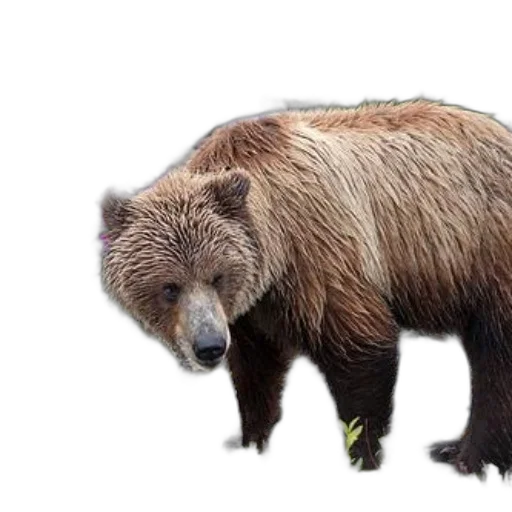 animal, creature, photorealistic, concept art, 3d render, grizzly, bear, stands transparent PNG cut-out