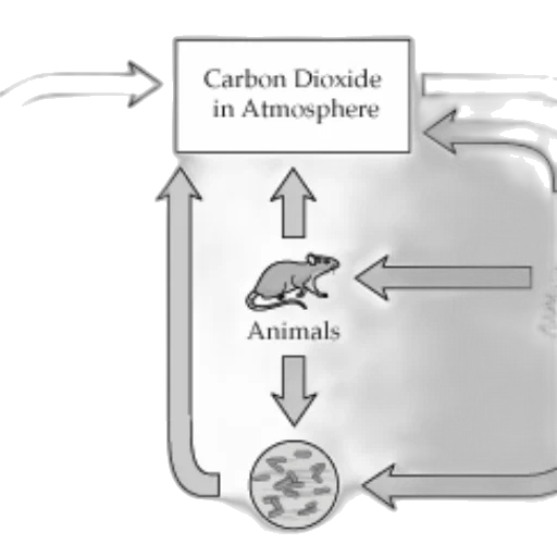 animal, diagram, illustrates, carbon, cycle, showing, flow, dioxide transparent PNG cut-out