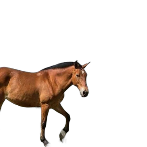 animal, creature, hair, hat, 3d render, photorealistic, concept art, pixel art transparent PNG cut-out