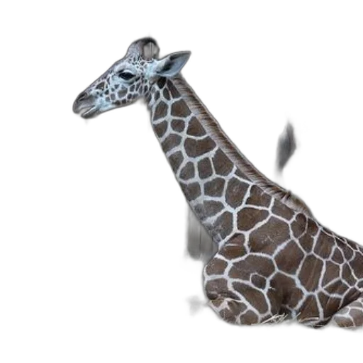 animal, creature, staff, shoes, concept art, 3d render, photorealistic, watercolor transparent PNG cut-out