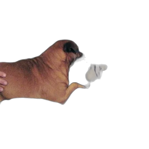 animal, staff, creature, weapon, 3d render, photorealistic, concept art, dog transparent PNG cut-out