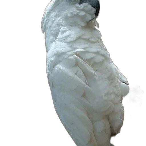 face, mask, animal, creature, 3d render, photorealistic, concept art, oil painting transparent PNG cut-out