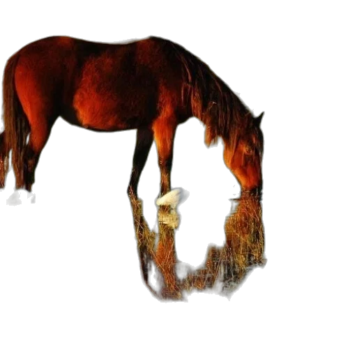 animal, creature, hair, crown, photorealistic, 3d render, concept art, pixel art transparent PNG cut-out