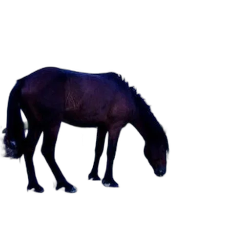 animal, creature, dragon, hair, 3d render, concept art, photorealistic, pixel art transparent PNG cut-out