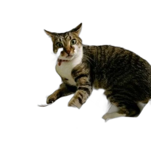 animal, staff, creature, weapon, photorealistic, 3d render, concept art, tabby transparent PNG cut-out