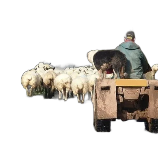 animal, car, man, tractor transparent PNG cut-out