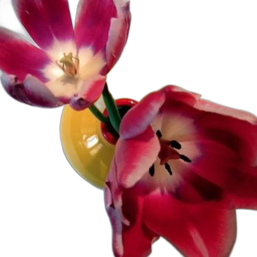 flower, crown, jewelry, staff, photorealistic, 3d render, oil painting, watercolor transparent PNG cut-out