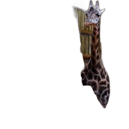 staff, animal, weapon, shoes, concept art, 3d render, fantasy art, photorealistic transparent PNG cut-out