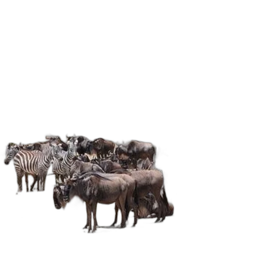 animal, furniture, creature, hair, concept art, 3d render, photorealistic, earth tones transparent PNG cut-out