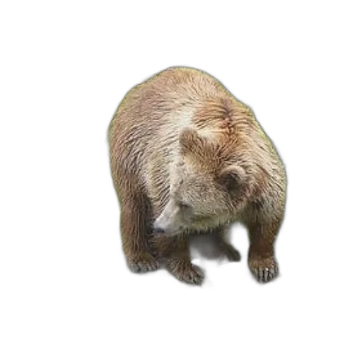 animal, creature, staff, hair, photorealistic, 3d render, concept art, pixel art transparent PNG cut-out